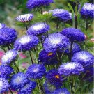JMS Chrysanthemum Aster Seeds, Blue Flowers With White Centre
