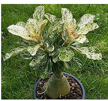 JMS 100% True Desert Rose Scarce Grafted Variegated Leaves Petals Potted Home Garden Flowers Bonsai 