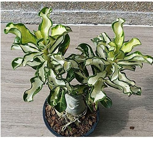 JMS 100% True Thailand Rare Grafted Desert Rose Variegated Leaves Siam Potted Home Garden Flowers Bo