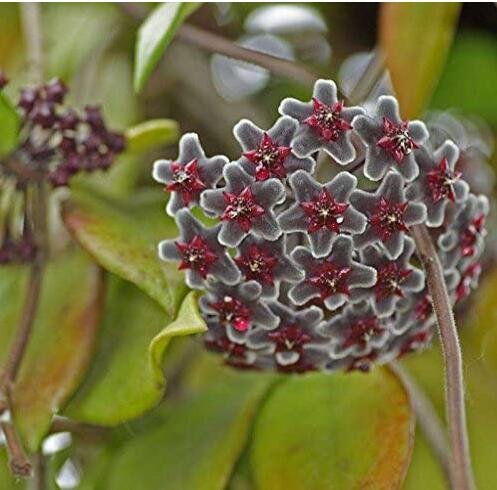 JMS Kasuki 20Pcs/Pack Hoya Seeds Potted Seed Hoya Carnosa Flower Seed Garden Plants - (Color: 03)