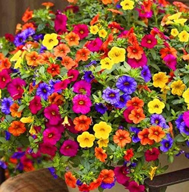 JMS +200Pcs Hanging Petunia Mixed Flores Color Waves Beautiful Flowers For Garden Plant Bonsai Flowe