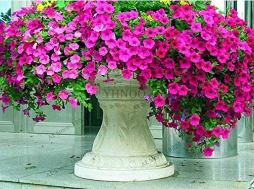 JMS 200Pcs Hanging Petunia Mixed Flores Color Waves Beautiful Flowers For Garden Plant Bonsai Flower