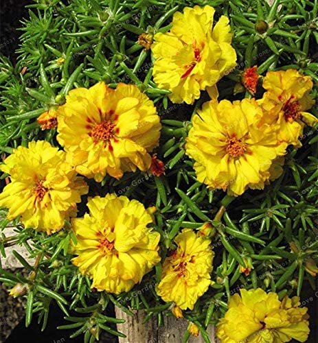 JMS 100 Pcs Mixed Color Moss-Rose Purslane Double Flower Bonsai For Planting (Portulaca Grandiflora)