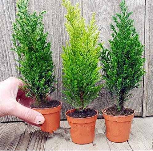 JMS Kasuki 50 Pcs Italian Cypress Tree Seeds Cupressus Sempervirens Home Garden Bonsai Planting Seed
