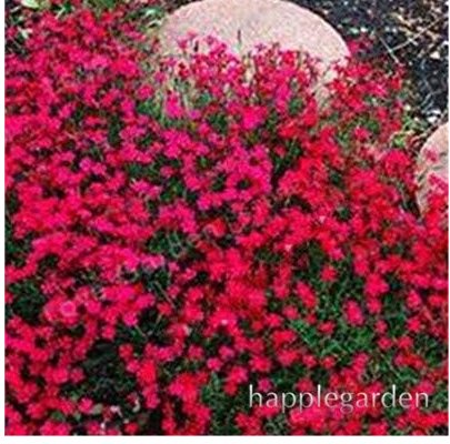 JMS 500 Pcs Creeping Thyme Bonsai Or Blue Rock Cress Plant - Perennial Ground Cover Flower Flores,Na