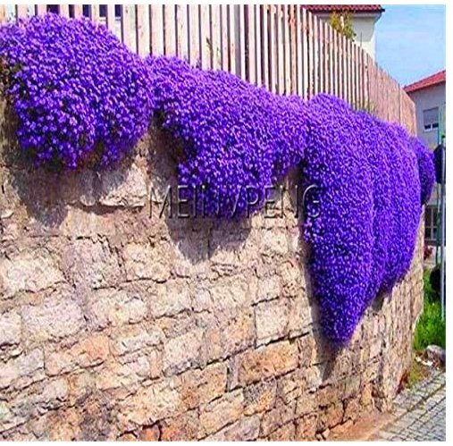 JMS Genuine!Creeping Thyme Bonsai Or Blue Rock Cress Plant - Perennial Ground Cover Flower,Natural G