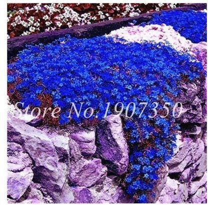 JMS Kasuki Big Sale 200 Pcs Rare Rock Cress Bonsai Evergreen Climbing Plant Creeping Thyme Perennial