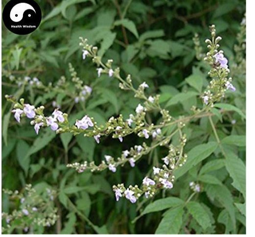 JMS Buy Vitex Negundo Tree Semente 100Pcs Plant Shrub Tree Stem Jing Tiao
