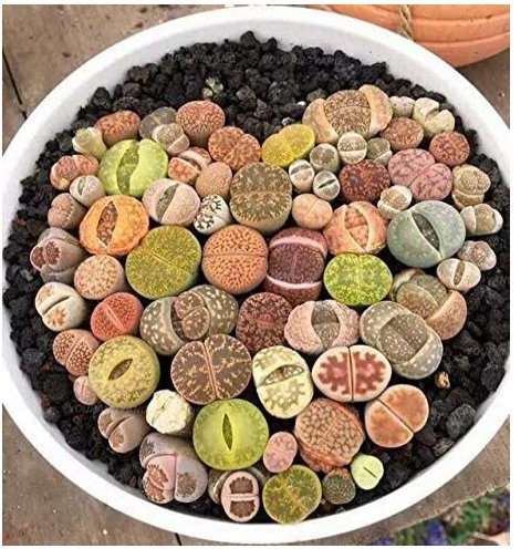 JMS 100 Pcs Beauty Mixed Mini Lithops Bonsai Plants Cactus Bonsai Plants Organic Garden Succulent Bo