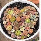 JMS 100 Pcs Beauty Mixed Mini Lithops Bonsai Plants Cactus Bonsai Plants Organic Garden Succulent Bo