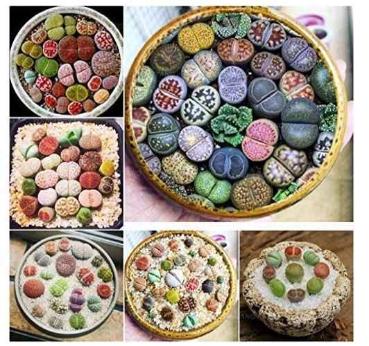 JMS 100 Pcs Beauty Mixed Mini Lithops Bonsai Plants Cactus Bonsai Plants Organic Garden Succulent Bo
