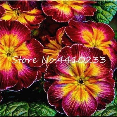 JMS Kasuki 100 Pcs JMS Evening Primrose Bonsai Seedlings Perennial Beautiful Europe Primula Flower I