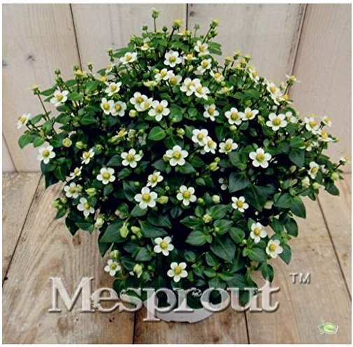 JMS 100Pcs Rare Exacum Affine Bonsai Summer Skies Exacum Affine Flower Bonsai Hardy Plant Bonsai Pot