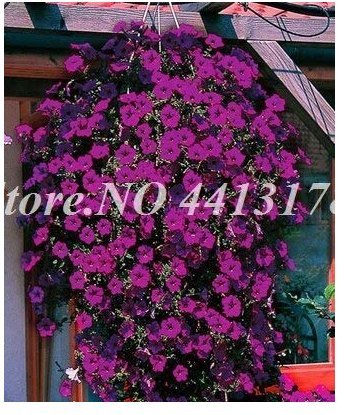 JMS 200 Pcs Bonsai Hanging Petunia Garden Petunia Mixed Color Potted Perennial Flower Planta Diy Hom
