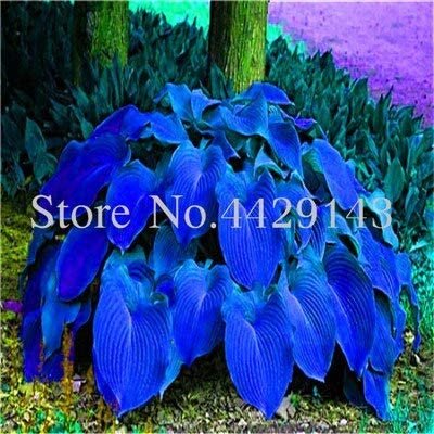 JMS Kasuki Sale! 100 Pcs Hosta Bonsai Perennials Plantain Beautiful Lily Flower White Lace Home Gard