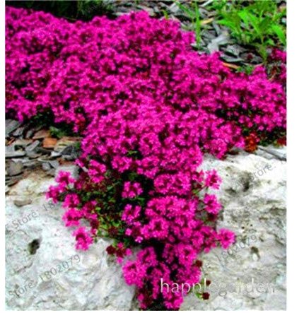 JMS 500 Pcs Creeping Thyme Bonsai Or Blue Rock Cress Plant - Perennial Ground Cover Flower Flores,Na