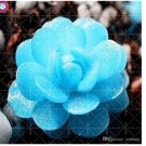 JMS Bonsai Flowers Indoor Succulents Plant 100 Pcs/Bag Mix Lithops Rare Succulent Living Stone Bonsa