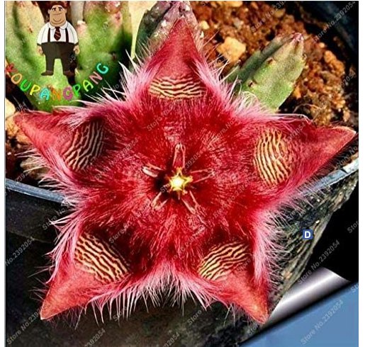 JMS Exotic Rare Cactus Bonsai Stapelia Pulchella Bonsai Lithops Mix Succulents For Home Garden Flowe