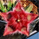 JMS Exotic Rare Cactus Bonsai Stapelia Pulchella Bonsai Lithops Mix Succulents For Home Garden Flowe
