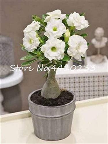 JMS 100% True White Desert Rose Bonsai Ornamental Plant Balcony Bonsai Potted Beautiful Flower Adeni
