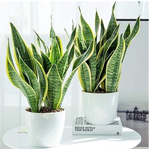 JMS 100Pcs Sansevieria Trifasciata Bonsai Succulent Plants Tiger Piran Flower Seeds Perennial Indoor