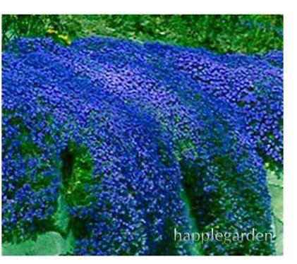 JMS 500 Pcs Creeping Thyme Bonsai Or Blue Rock Cress Plant - Perennial Ground Cover Flower Flores,Na