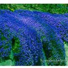 JMS 500 Pcs Creeping Thyme Bonsai Or Blue Rock Cress Plant - Perennial Ground Cover Flower Flores,Na