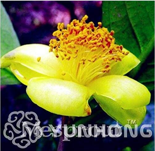 JMS Golden Yellow Rare Camellia Nitidissima Bonsai Seeds 50Ppcs