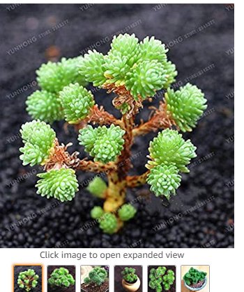 JMS Succulent Plants Bonsai Sedum Multiceps Bonsai Potted Plants Purify The Air Flower Variety Compl
