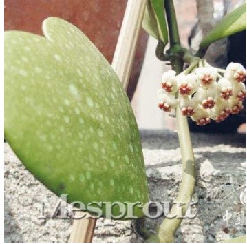 JMS 100Pcs / Bag Hoya Kerrii Bonsai (Hoya Kerrii) Family Bonsai Gardening Supplies Variety Of Flower