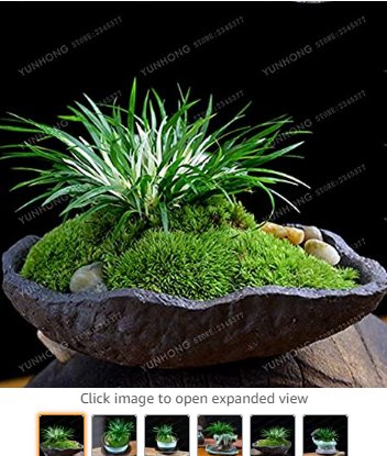 JMS Acorus Gramineus Seeds Bonsai Study Office Green Planting Mini Potted Bonsai Purifying Air 100 P