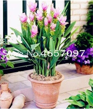 JMS 200Pcs Pink  Curcuma Bonsia Flower Seeds