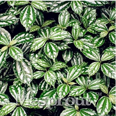 JMS High Temperature Resistant Plants Pilea Notata Bonsai Tree Potted Courtyard Home Garden Bonsai P