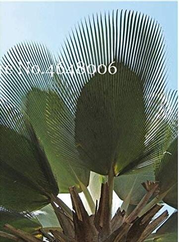 JMS 100Pcs Travelers Palm Flores Seeds