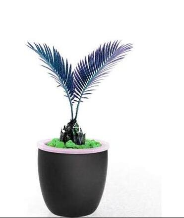JMS 10Pcs Mini Blue Sago Cycas Bonsai Revolute Plant Bonsai Seeds
