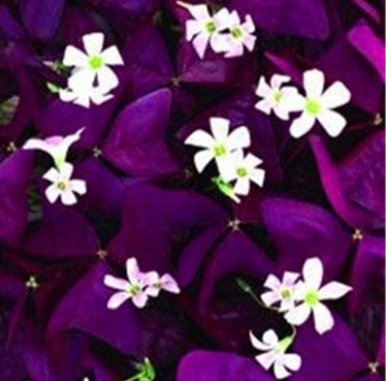 JMS Rare Mixed Oxalis Bonsai Flowers Cuckooflower Rotary Sorrel Versicolor For Home & Garden Lady-Sm