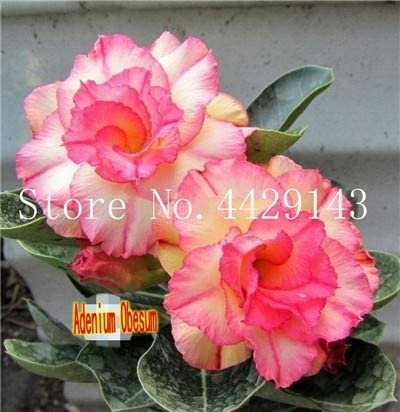 JMS 100% True Desert Rose Bonsai Ornamental Plants Balcony Bonsai Potted Flowers Drawf Adenium Obesu