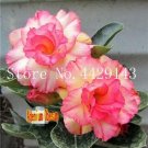 JMS 100% True Desert Rose Bonsai Ornamental Plants Balcony Bonsai Potted Flowers Drawf Adenium Obesu