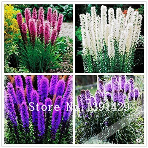 JMS 100Pcs Liatris Spicata Seeds Rare Flamingo Cockscomb (Celosia Spicata) Bonsai Plant, Garden Orna