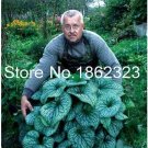 JMS 200Pcs Colorful Hosta Flores Indoor Bonai Seeds