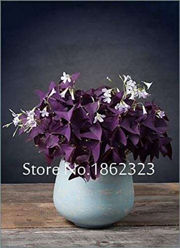 JMS 200 Pcs Oxalis Wood Sorrel Flower Oxalis Purple Shamrock Clover 100% Real Flower Bonsai Perennia