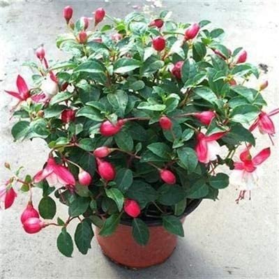 JMS 200Pcs Fuchsia Bonsai Garden Balcony Lanterns Flowers Begonia Malus Spectabilis Bonsai Chinese F