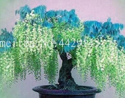 JMS 10Pcs Wisteria Flower Seeds Light Green Color