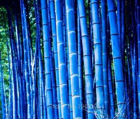 JMS Rare Purple Timor Bambusa Black Bamboo Plant Bonsais Easy Grow Courtyard 50 Pcs - Package Organi