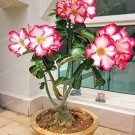 JMS 1 Pcs/Bag Desert Rose Bonsai, Potted Flowers Bonsai, 100% True Bonsai Adenium Obesum Office Indo