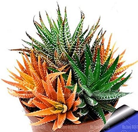 JMS 100Pcs/Bag Rare Rainbow Aloe Vera Bonsai Flowers Perfect Color Succulents Plant Bonsai Plants Fo