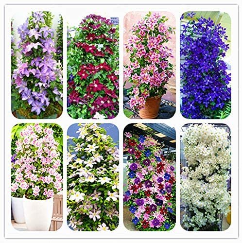 JMS Climbing Clematis Bonsai Flowers Clematis Vine Bonsai Perennial Flower Clematis Plants Bonsai Po