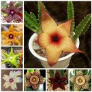 JMS Stapelia Pulchella Seeds Stone Cactus Seeds Lithops Mix Succulents Raw Rare For Home Garden Flow