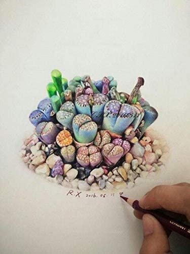 JMS 100 Pcs Beauty Mixed Mini Lithops Bonsai Plants Cactus Bonsai Plants Organic Garden Succulent Bo
