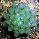 JMS 50Pcs JMS Real Haworthia Cooperi Baker Plant Semillas Sementes C1-25